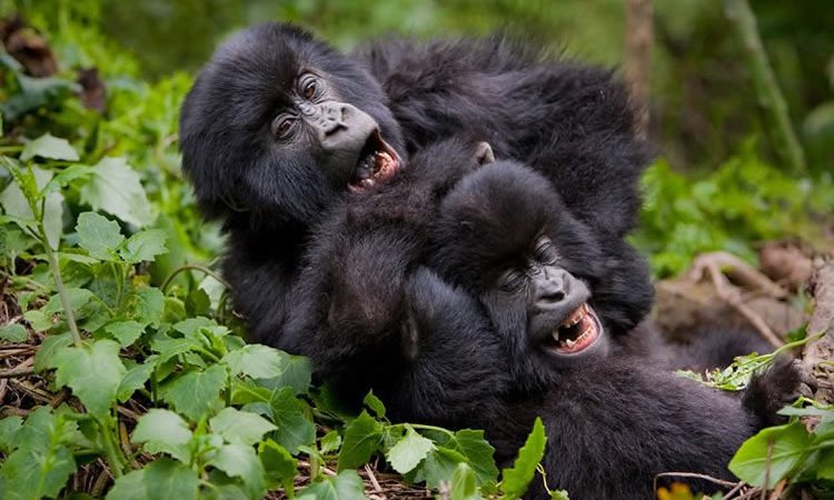 8 Days Rwanda safari