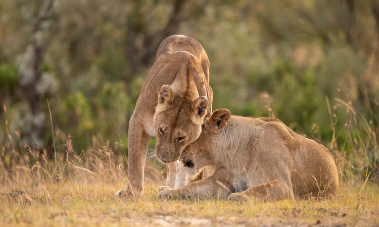 3 Days Akagera Wildlife Tour