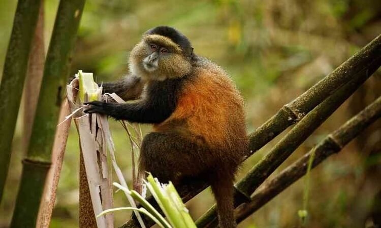 10 Days Rwanda Safari -Primates & Wildlife