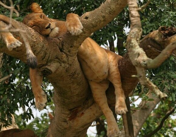 Big 5 Safaris in Kenya
