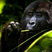 Gorilla Trekking in Uganda