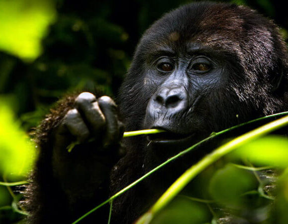 Gorilla Trekking in Uganda