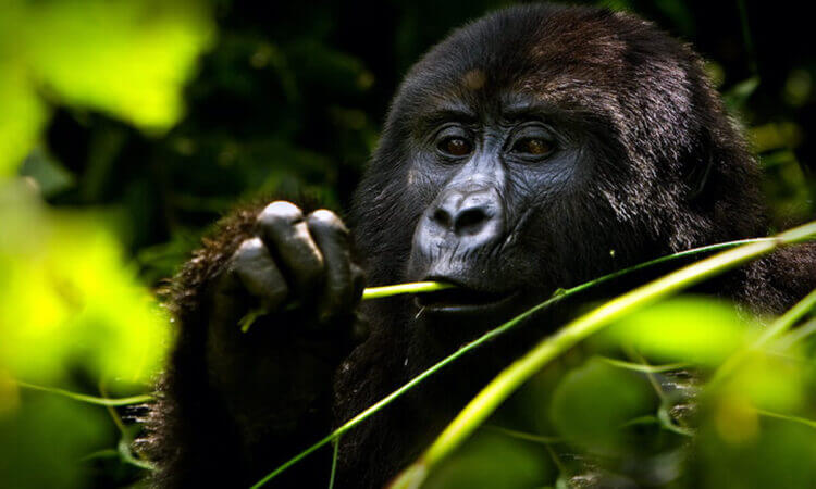 Gorilla Trekking in Uganda