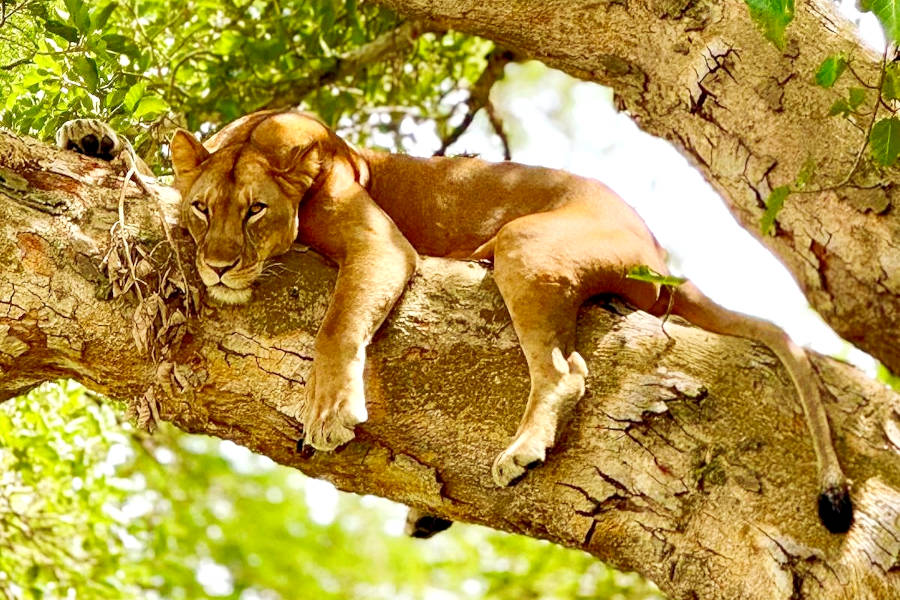 East Africa Safaris