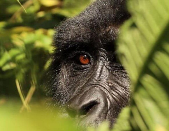 Guide to Rwanda Gorilla Trekking